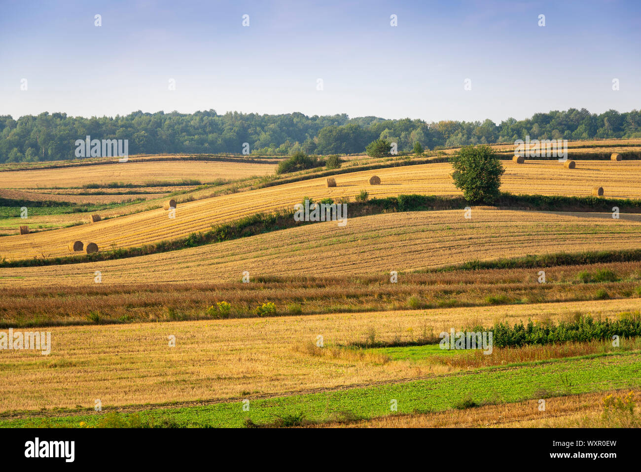 Schöne Hügellandschaft, die nach der Ernte in der Region Roztocze in der Nähe von Batorz, Polen Stockfoto