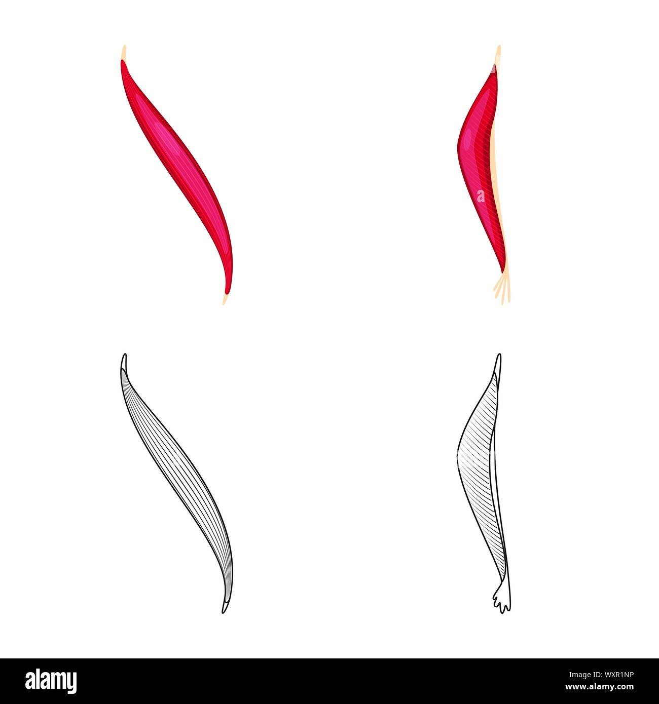 Vector Illustration der Faser und muskulös. Satz von Faser- und Körper vektor Symbol für das Lager. Stock Vektor