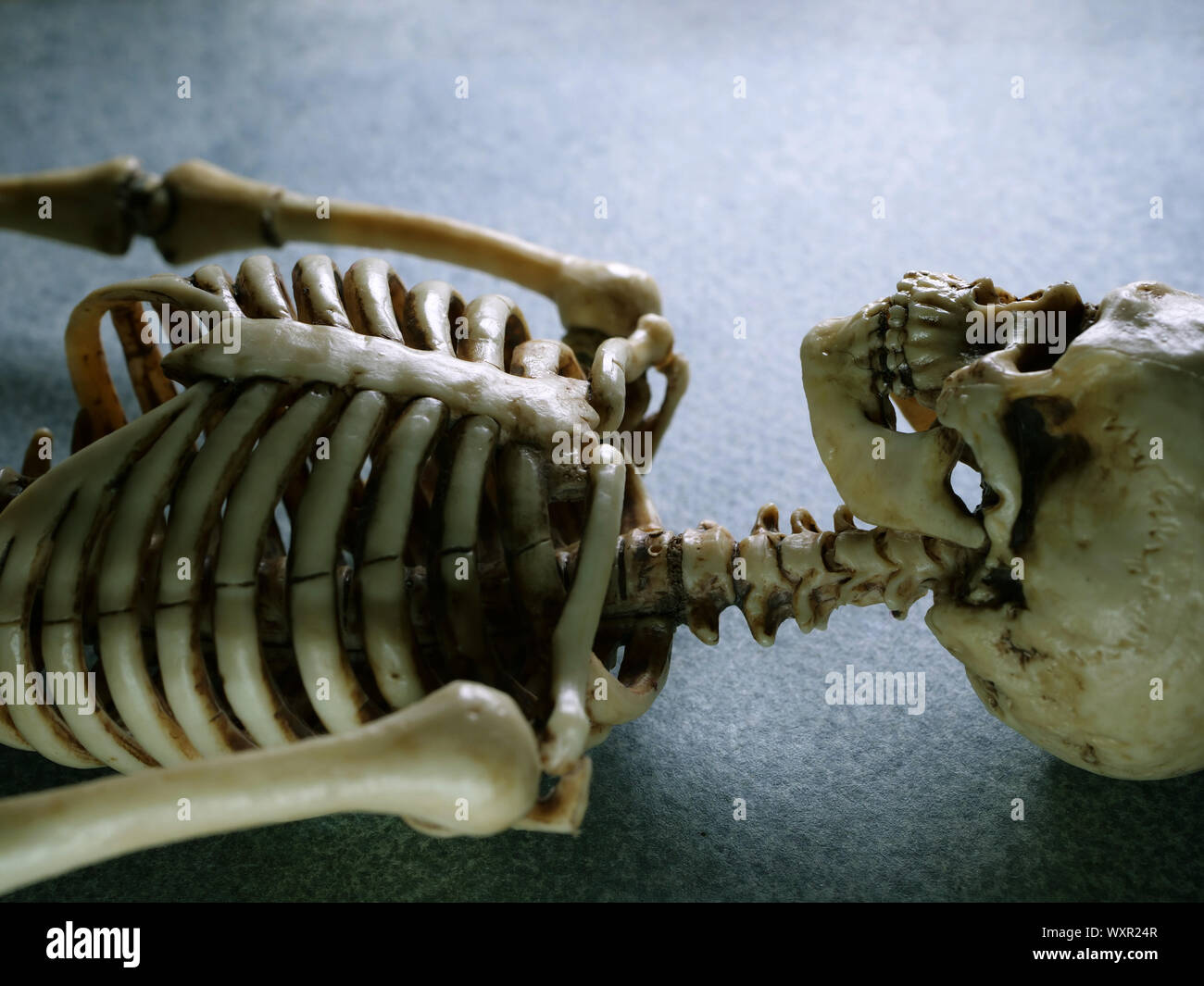 Miniatur menschliches Skelett Modell Nahaufnahme Stockfoto