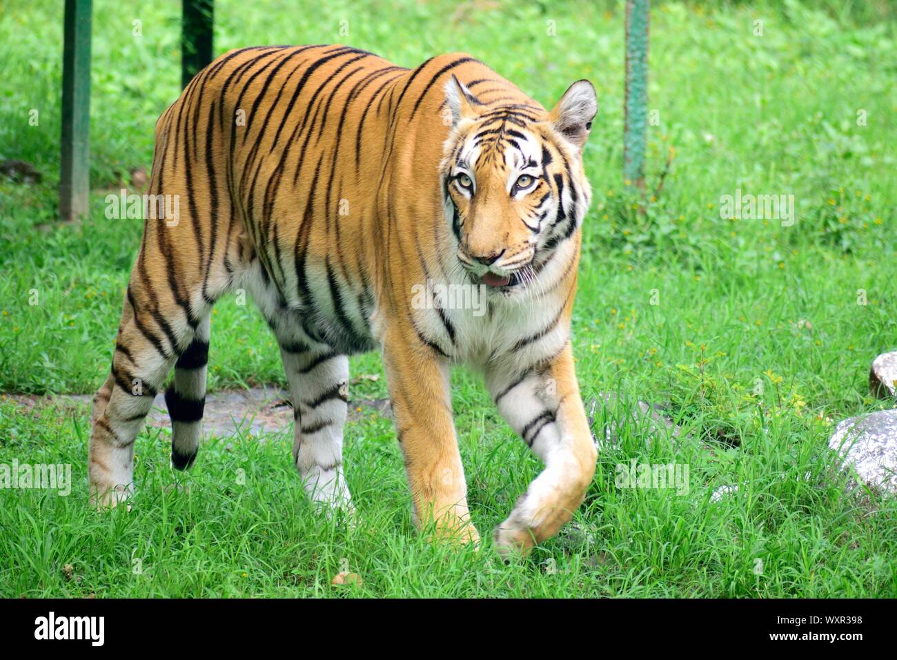 Räuberisch beauty..its ein Königlicher Bengaltiger Tiger. Stockfoto