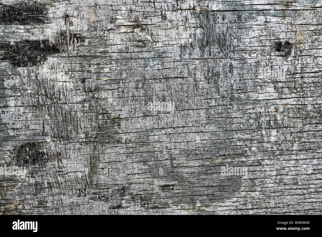 Eine schwarze Rinde eines Baumes Textur. Alte vintage board Textur. Stockfoto
