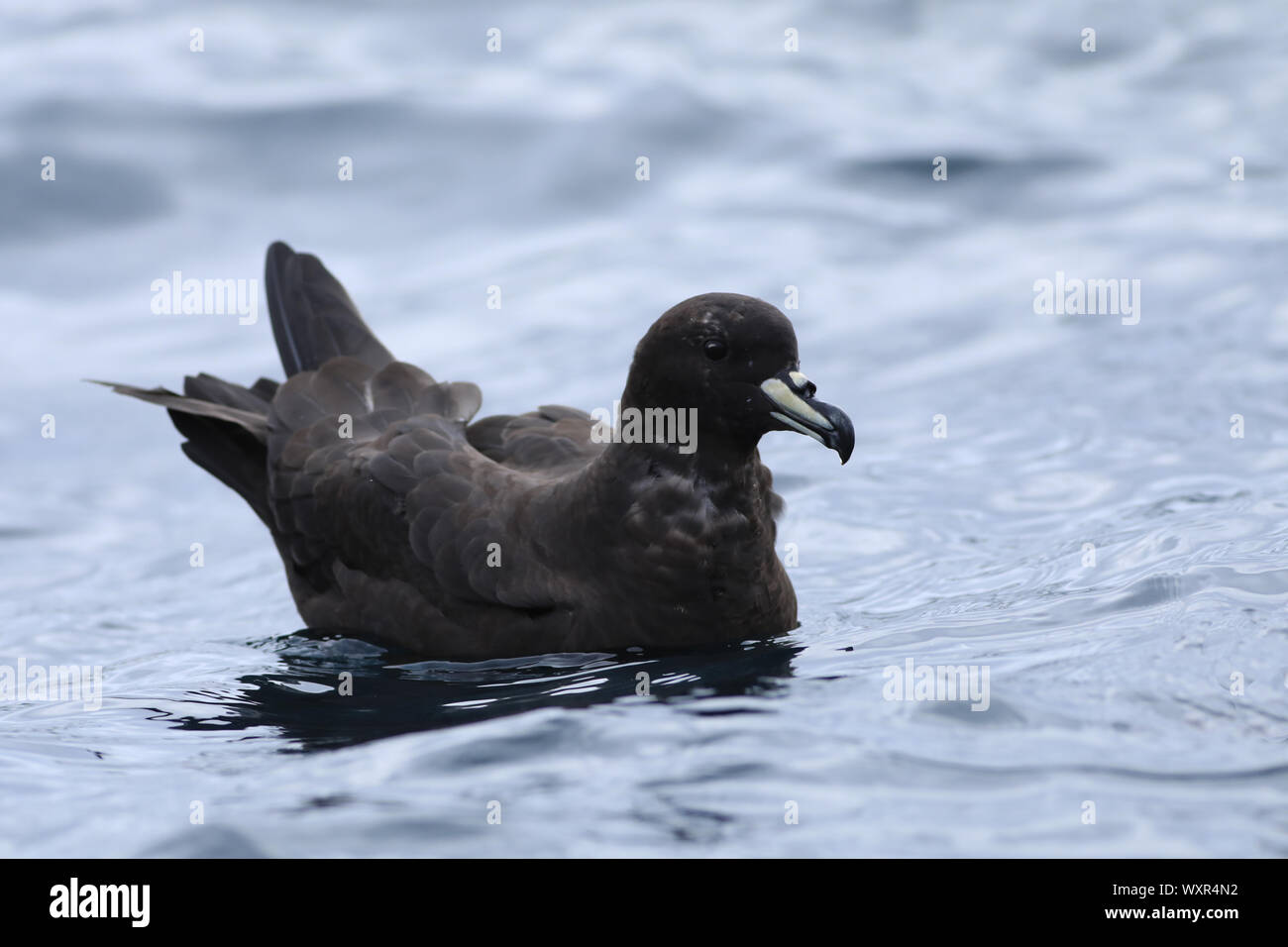 Ein Westland Petrel, Procellaria westlandica, am Meer Stockfoto