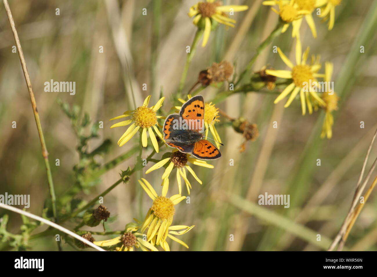 Kleine Kupfer (Lycaena Phlaeas) Stockfoto