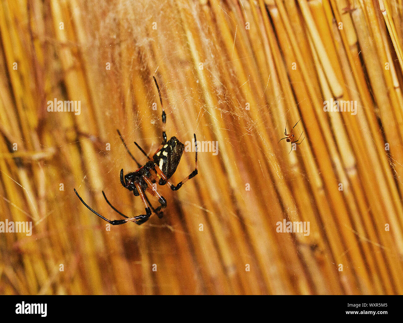 Der Eremit Spider ist eine große Mitglied des Golden Orb-Web Familie. Sie keinen vollständigen Orb machen und Sie machen oft das Nest gegen eine Struktur Stockfoto