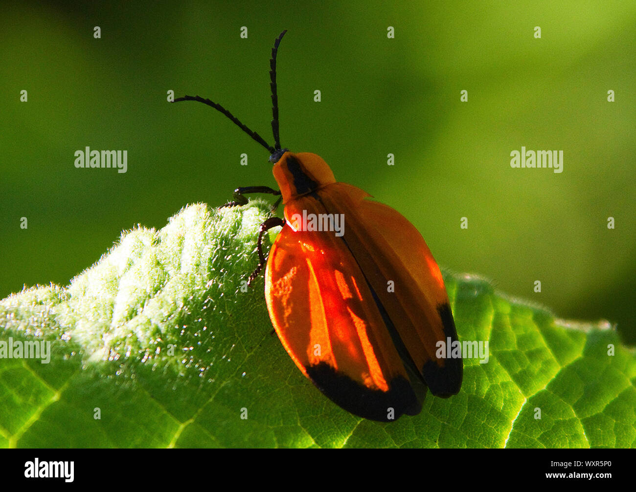 Die gezackte Antennen und erweiterte Flügeldecken des Hakens - winged Net-winged Käfer Käfer, so dass Sie leicht zu identifizieren. Die ausgeprägten aposomatic Farben Stockfoto