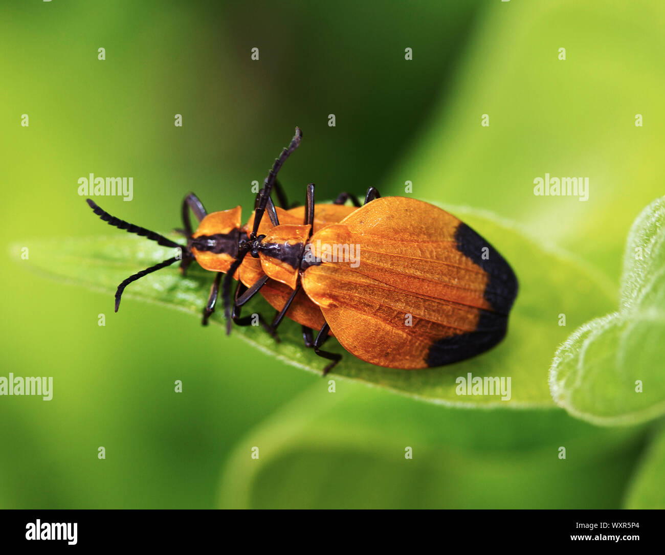 Die gezackte Antennen und erweiterte Flügeldecken des Hakens - winged Net-winged Käfer Käfer, so dass Sie leicht zu identifizieren. Die unterschiedlichen Farben sind aposomatic Stockfoto