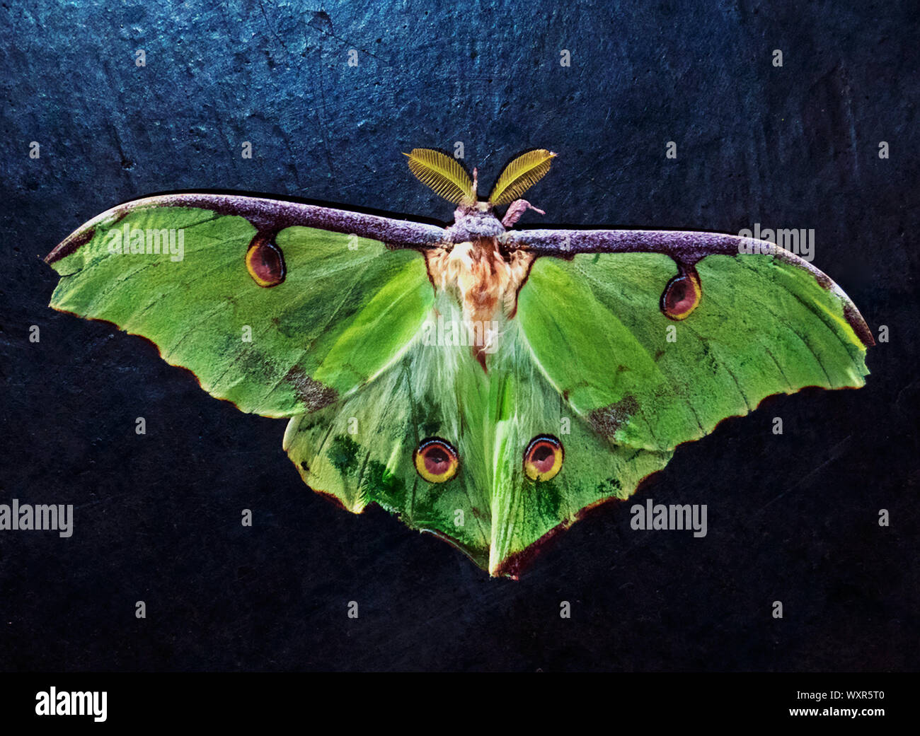 Männliche Falter, wie dieser Mond oder Lunar Moth, haben sehr gut Antennen entwickelt. Die feinen Haare nehmen die Pheremone Düfte von Frauen gegeben Stockfoto