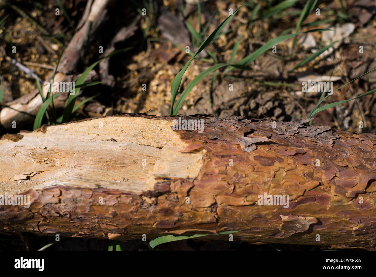 Schneiden Baum in einem kleinen alten Dorf Stockfoto