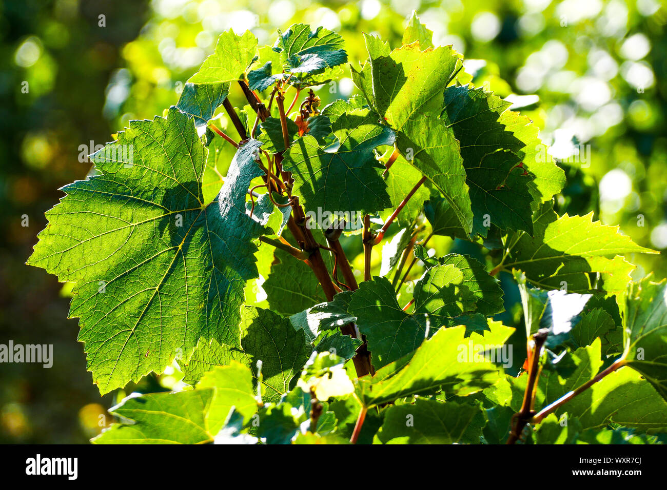 Grüne Weinblätter in eine Hintergrundbeleuchtung, Vergisson, Burgund, Saône-et-Loire, Bourgogne-Franche-Comté Region, Frankreich Stockfoto