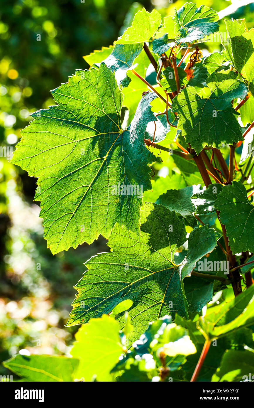 Grüne Weinblätter in eine Hintergrundbeleuchtung, Vergisson, Burgund, Saône-et-Loire, Bourgogne-Franche-Comté Region, Frankreich Stockfoto