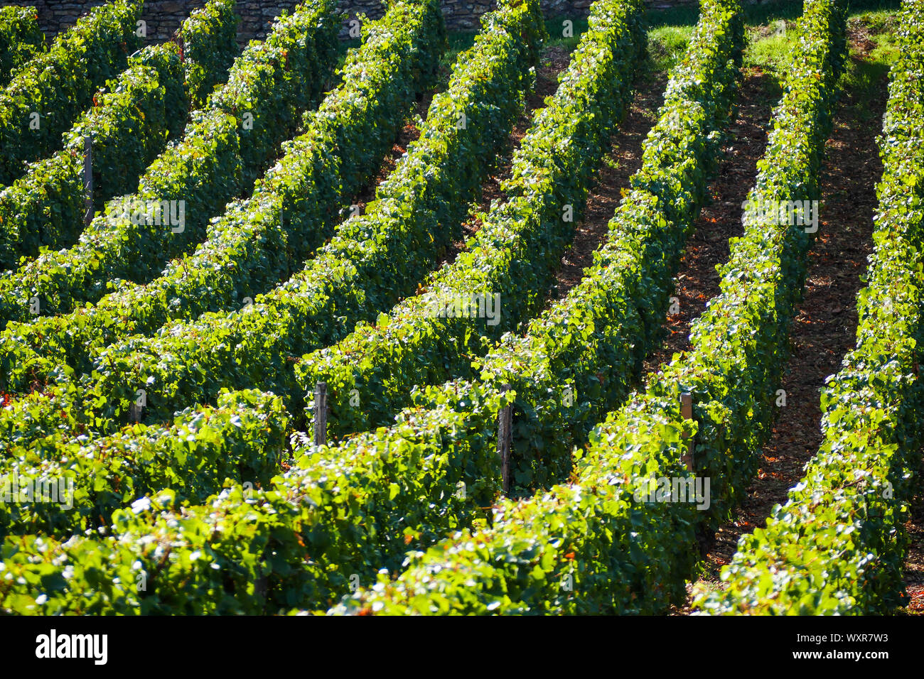 Grafische Ansicht der Weinberg, Vergisson, Burgund, Saône-et-Loire, Bourgogne-Franche-Comté Region, Frankreich Stockfoto