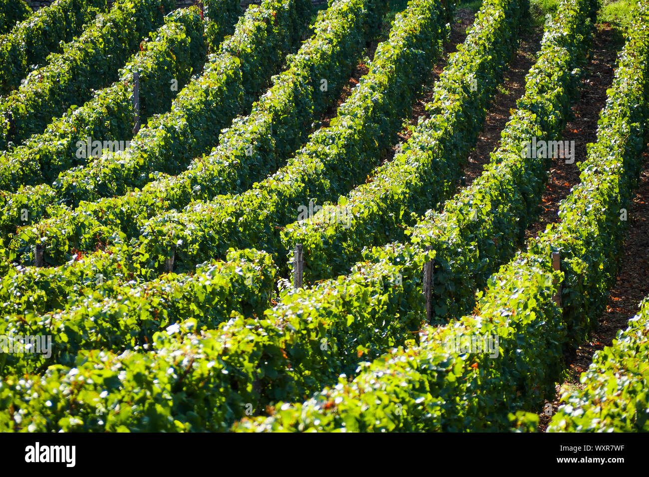 Grafische Ansicht der Weinberg, Vergisson, Burgund, Saône-et-Loire, Bourgogne-Franche-Comté Region, Frankreich Stockfoto