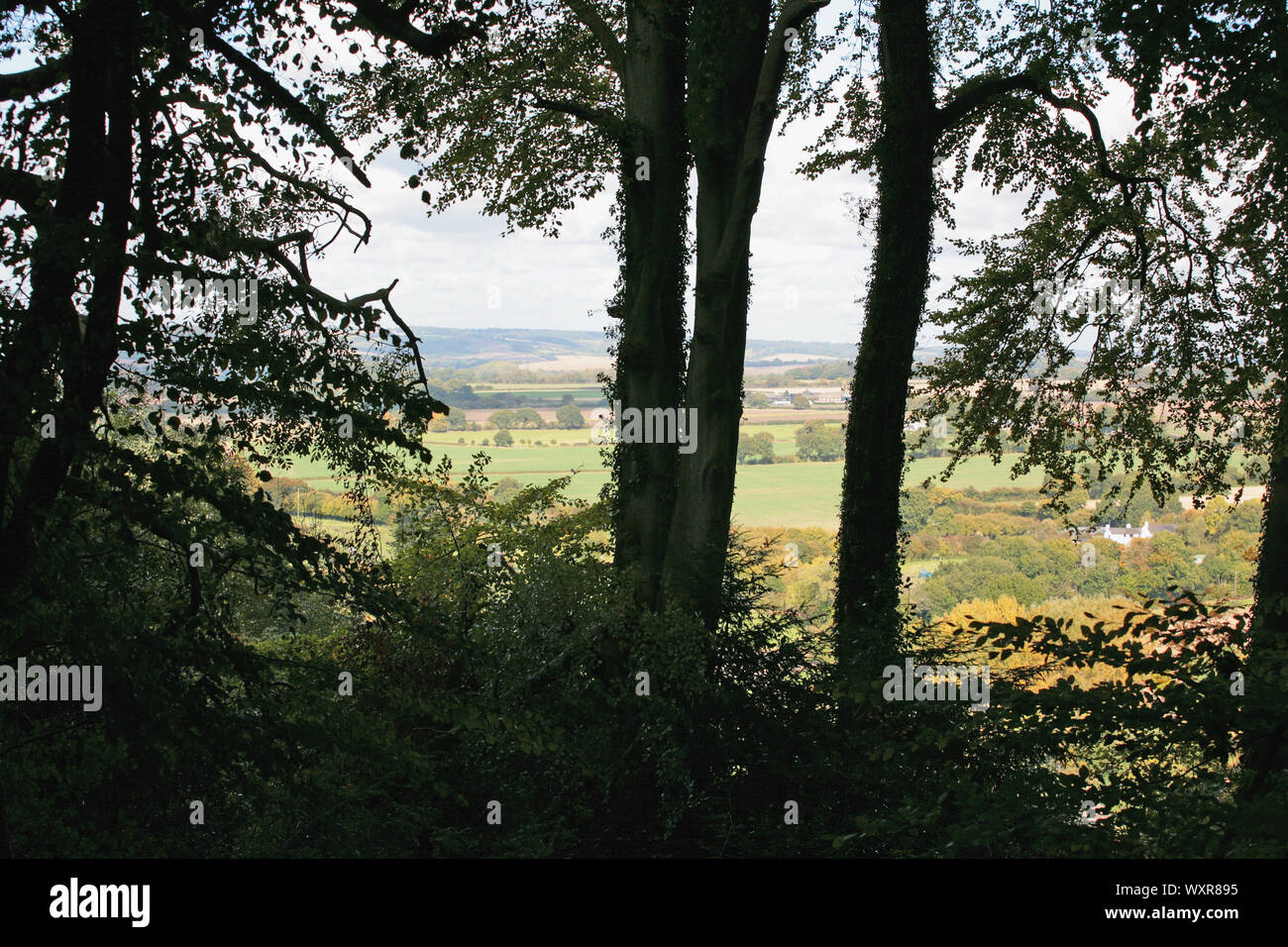 Land nördlich von Selborne, Hampshire, UK, aus dem Buche "Aufhänger" oberhalb des Dorfes gesehen: Herbst Farbe Stockfoto