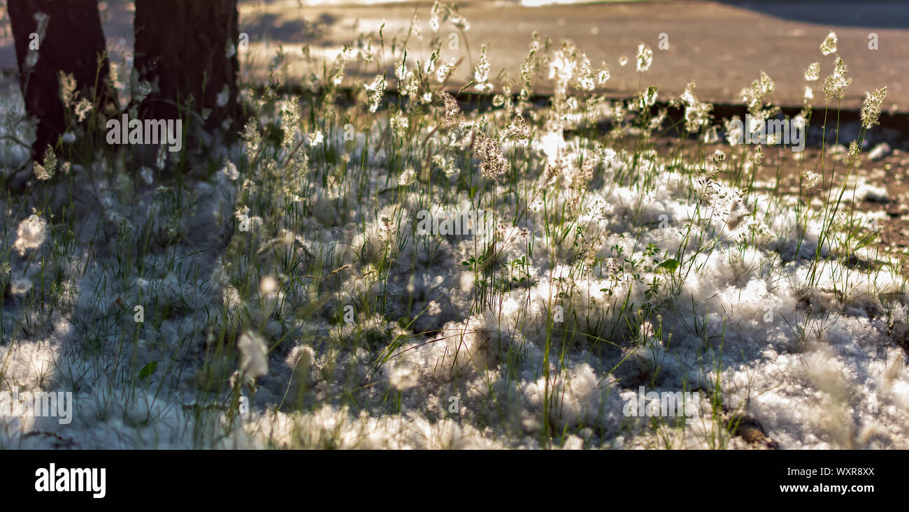 Grüne Rasen mit Pappel Wolle auf einen Sommer sonnigen Abend abgedeckt. Natur Hintergrund mit Illusion der Schnee im Gras. Hintergrundbeleuchtung schießen. Stockfoto
