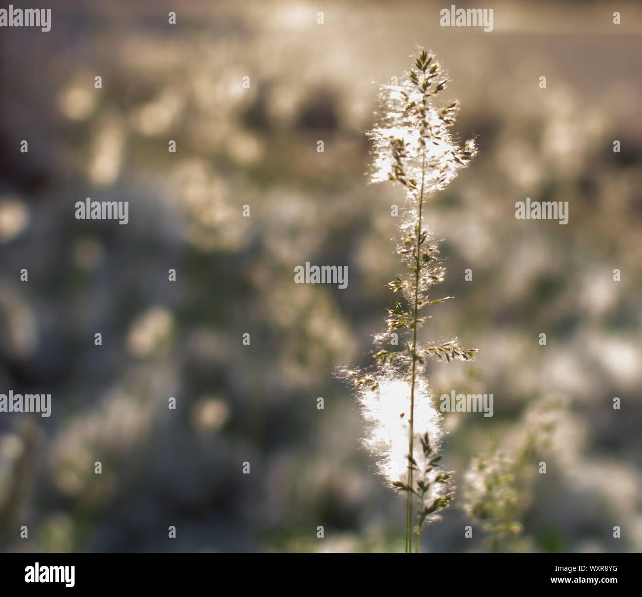 Rispe von Pfahlrohr oder smallweed (calamagrostis) mit Pappel Wolle auf einen Sommer sonnigen Abend abgedeckt. Natur Hintergrund mit calamagrostis Nahaufnahme. Stockfoto