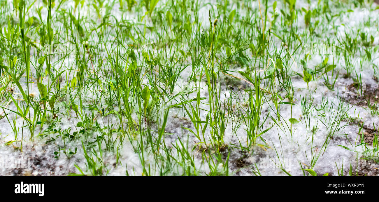 Grüne Rasen mit Pappel Wolle auf einen Sommer sonnigen Abend abgedeckt. Natur Hintergrund mit Illusion der Schnee im Gras. Stockfoto