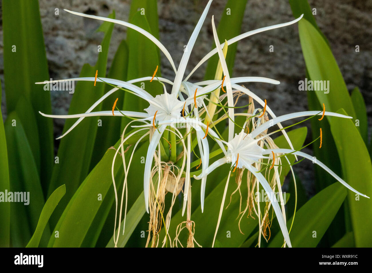 Ein Detail einer Spider Lily (hymenocallis) Stockfoto