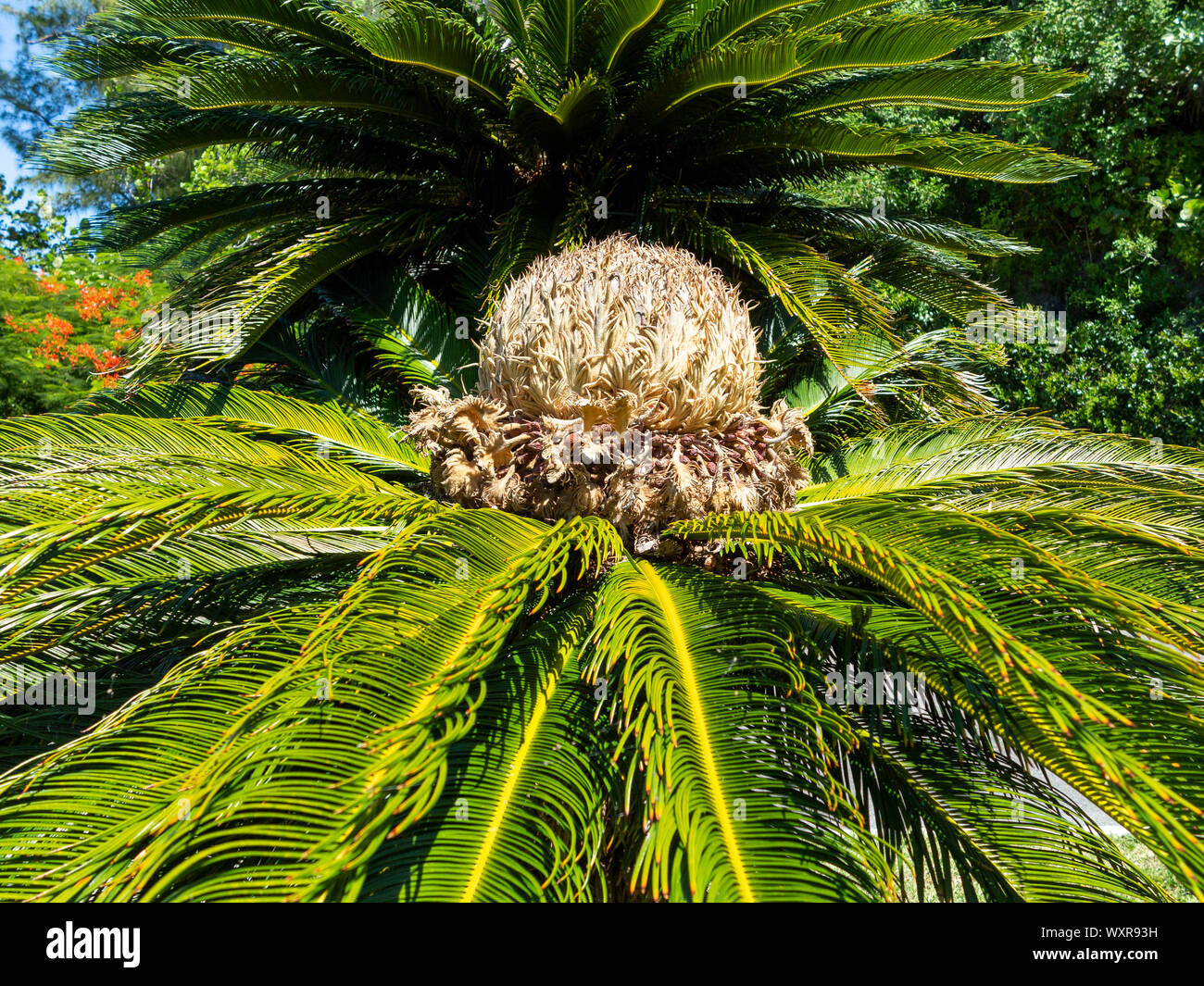 Nahaufnahme einer Sago-Palme mit weiblichem Reproduktionszentrum Stockfoto