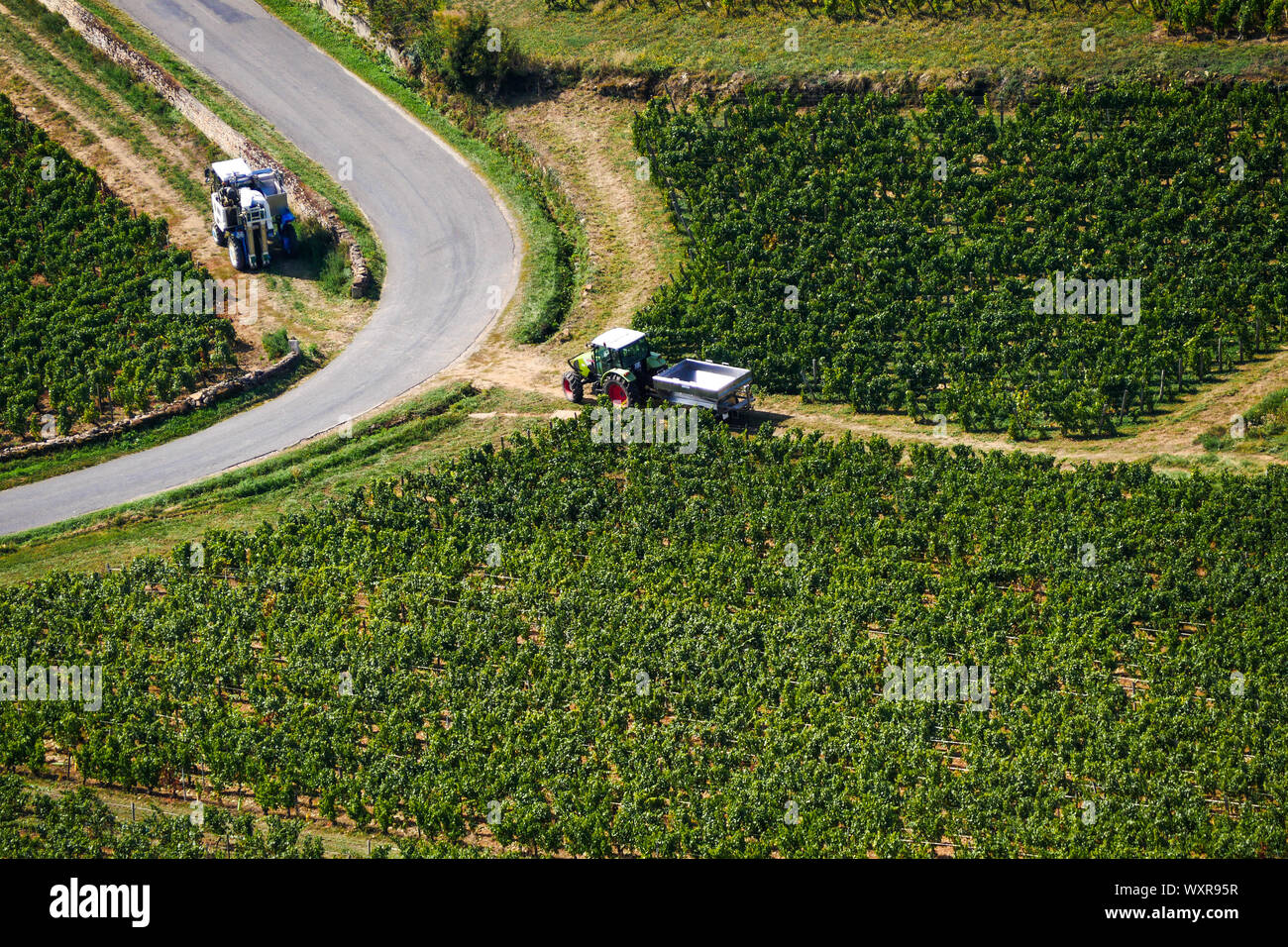 Weinberg in Solutré-Pouilly, Burgund, Saône-et-Loire, Bourgogne-Franche-Comté Region, Frankreich Stockfoto