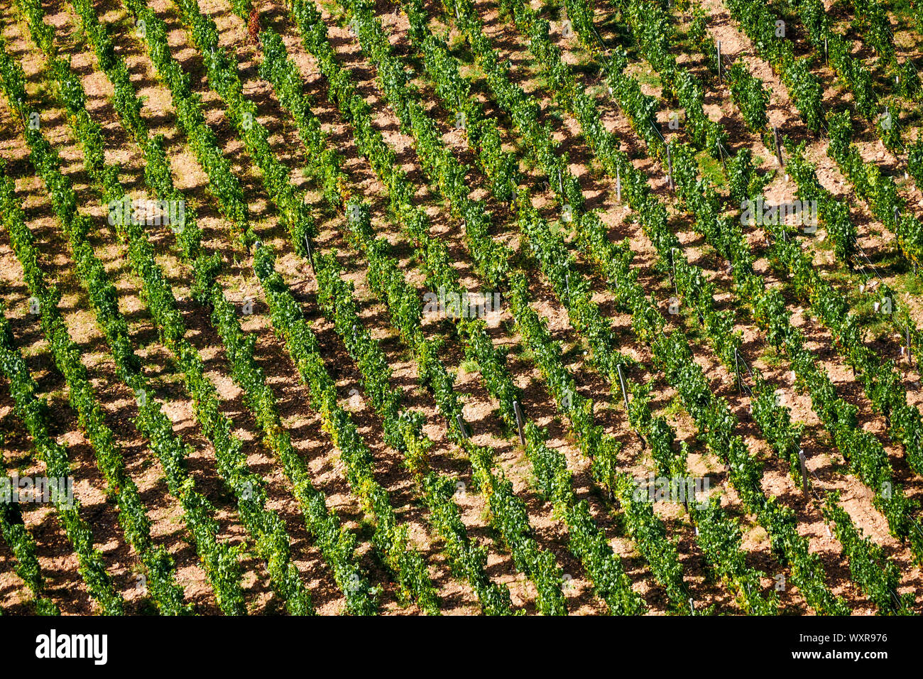 Weinberg in Solutré-Pouilly, Burgund, Saône-et-Loire, Bourgogne-Franche-Comté Region, Frankreich Stockfoto