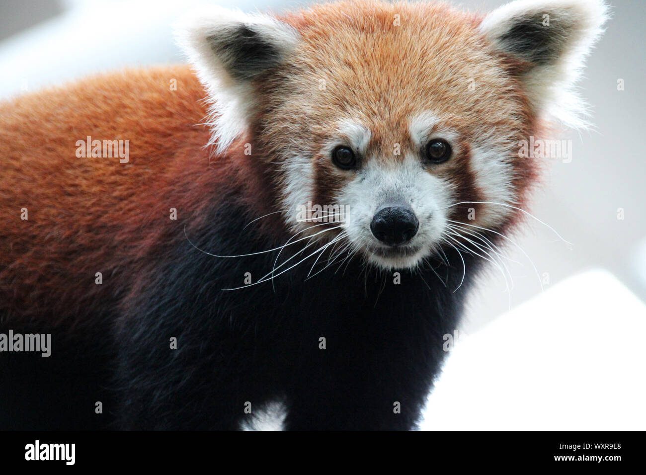 Panda in einem Zoo in Singapur Stockfoto