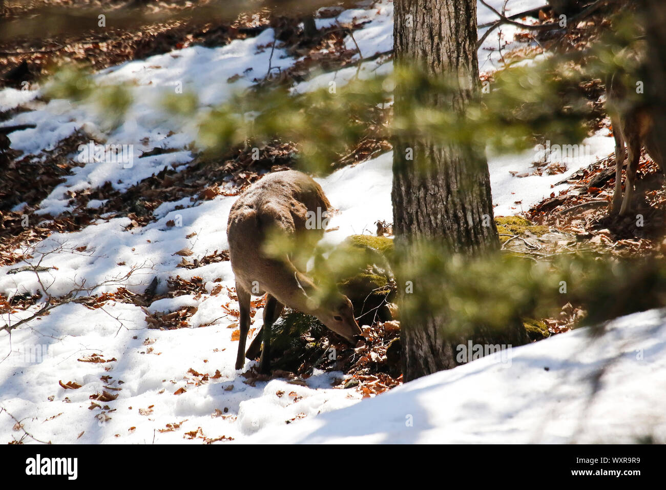 Sika Hirsche, Cervus Nippon, in Proselochny Cordon. Lazovsky Nature Reserve, sikhote-alin Mountain Range. Primorski Krai. Russland, Asien Stockfoto