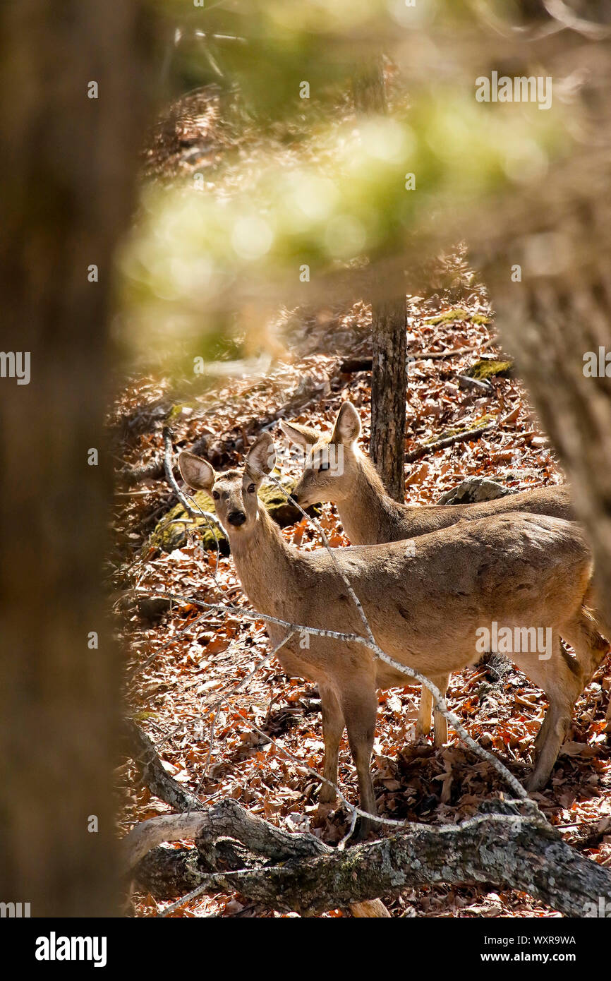 Sika Hirsche, Cervus Nippon, in Proselochny Cordon. Lazovsky Nature Reserve, sikhote-alin Mountain Range. Primorski Krai. Russland, Asien Stockfoto