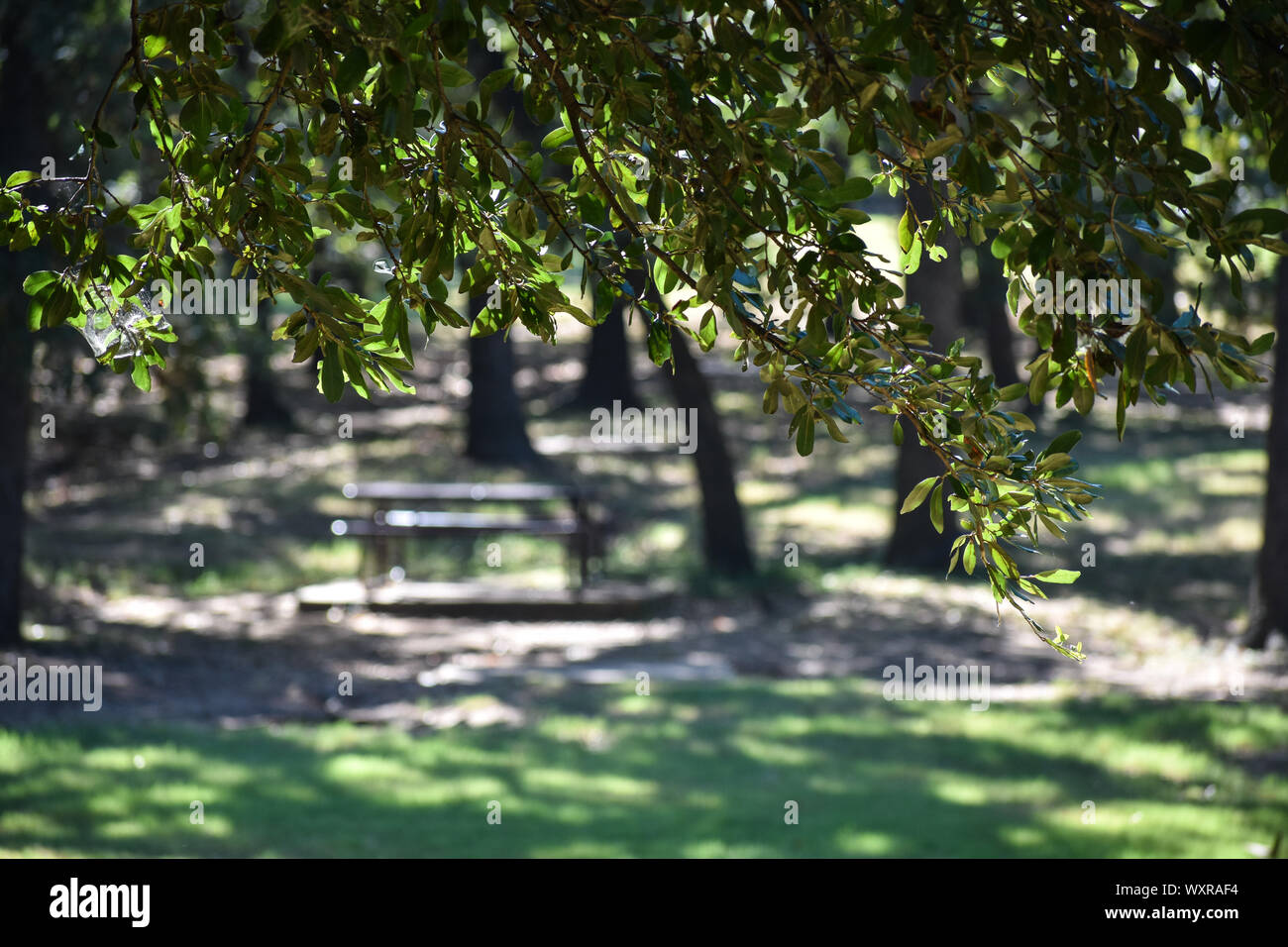 Blurry Parkbank Stockfoto