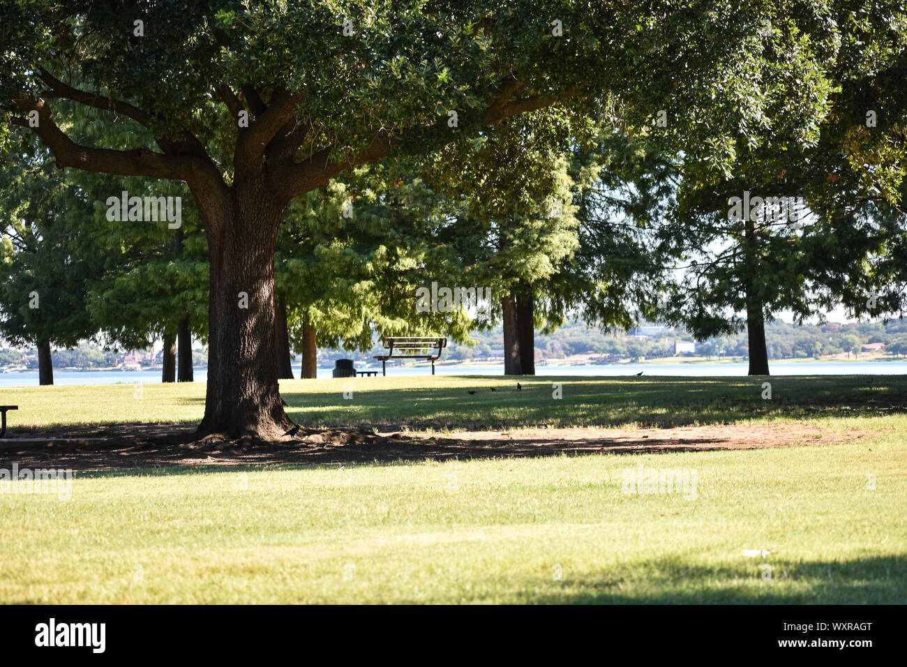 Schattigen Bäumen Stockfoto