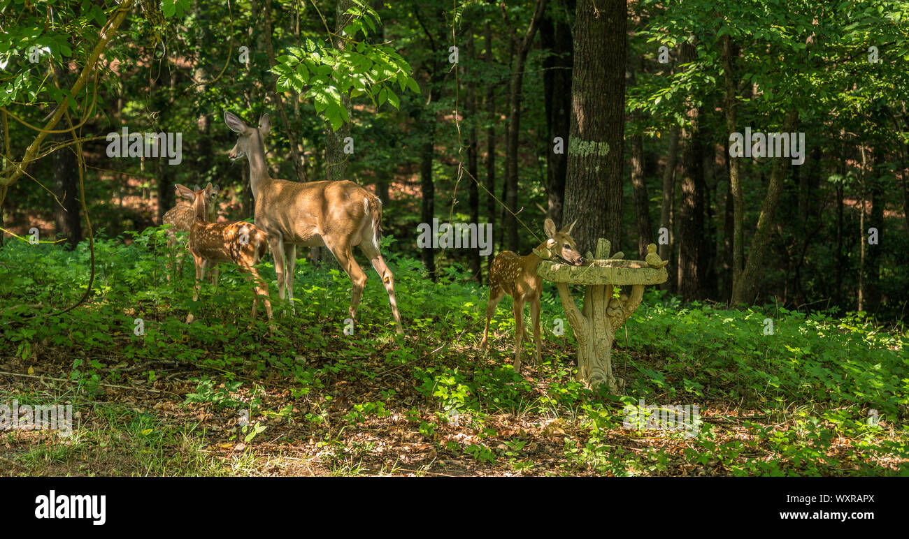 Eine weibliche Rehe auf der Suche nach drei Kitze im Wald mit einer Der rehkitze im BIRDBATH an einem sonnigen Nachmittag Interessierte im Sommer Stockfoto