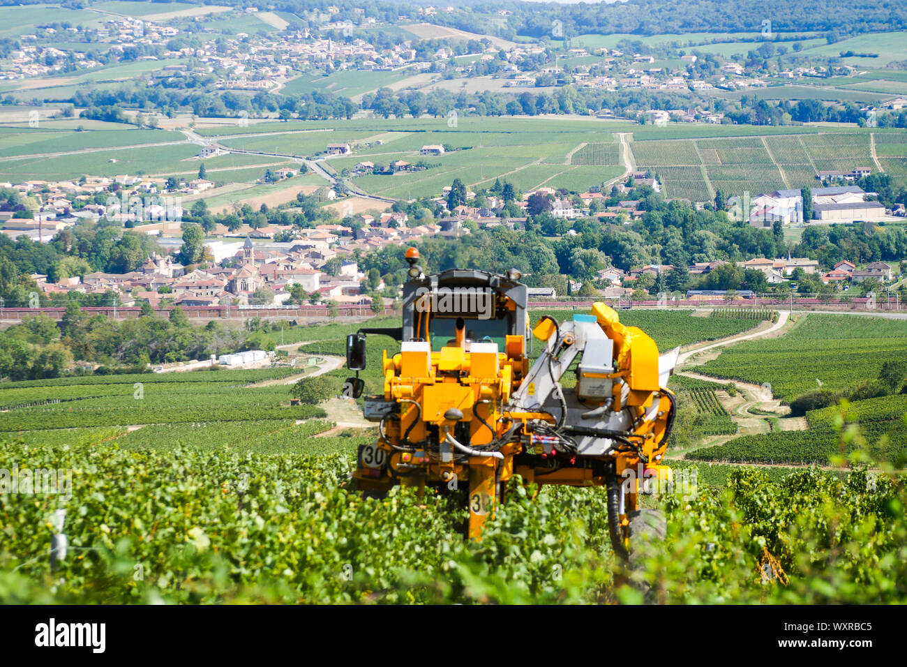 Ein Weinbau Maschine bei der Arbeit in Solutré-Pouilly Weinberg, Burgund, Saône-et-Loire, Bourgogne-Franche-Comté Region, Frankreich Stockfoto