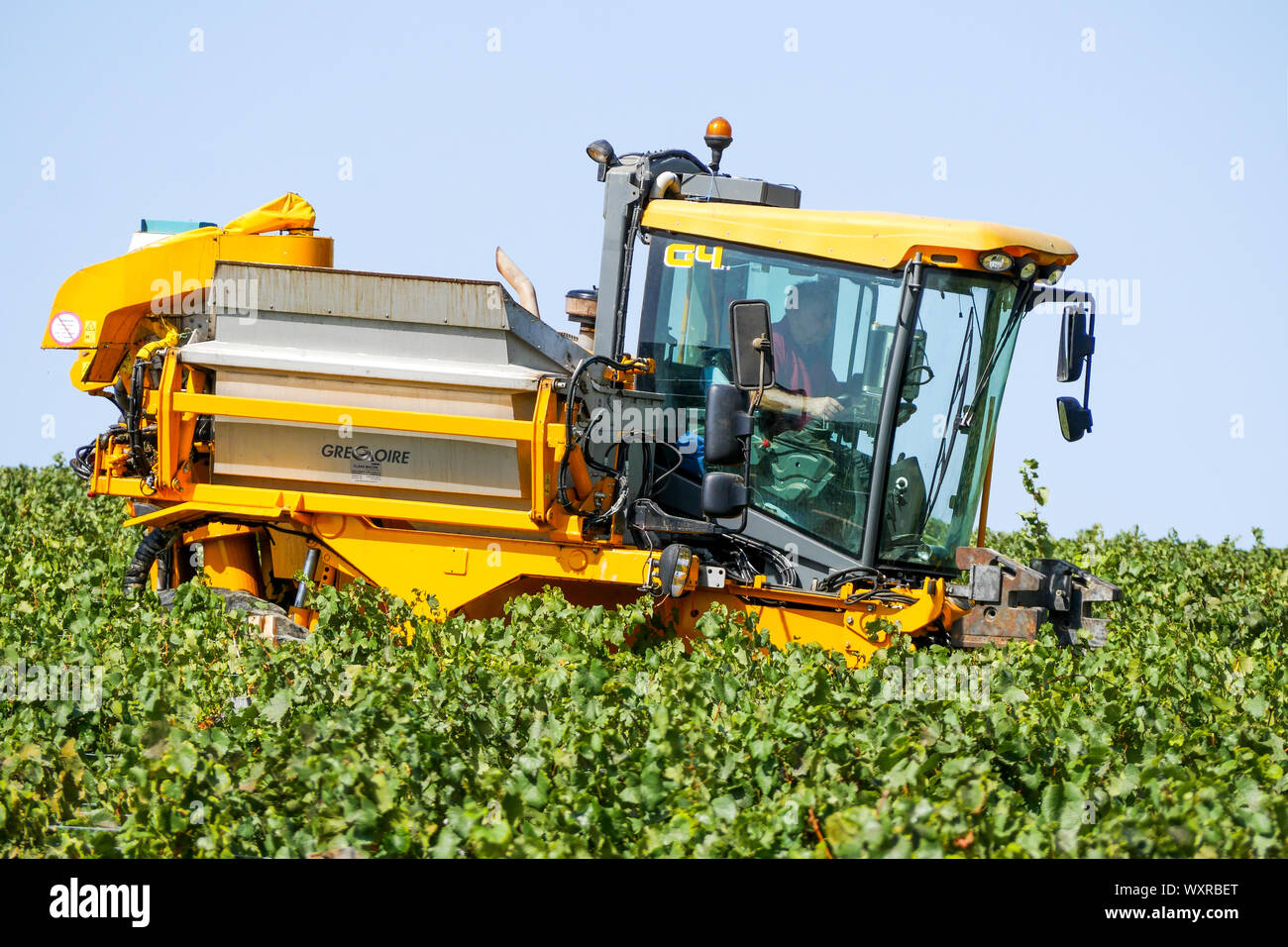 Ein Weinbau Maschine bei der Arbeit in Solutré-Pouilly Weinberg, Burgund, Saône-et-Loire, Bourgogne-Franche-Comté Region, Frankreich Stockfoto