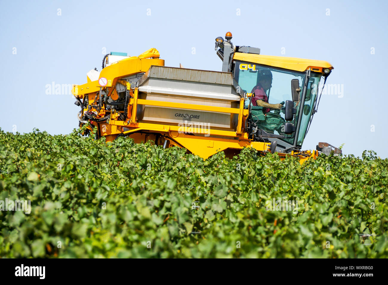 Ein Weinbau Maschine bei der Arbeit in Solutré-Pouilly Weinberg, Burgund, Saône-et-Loire, Bourgogne-Franche-Comté Region, Frankreich Stockfoto