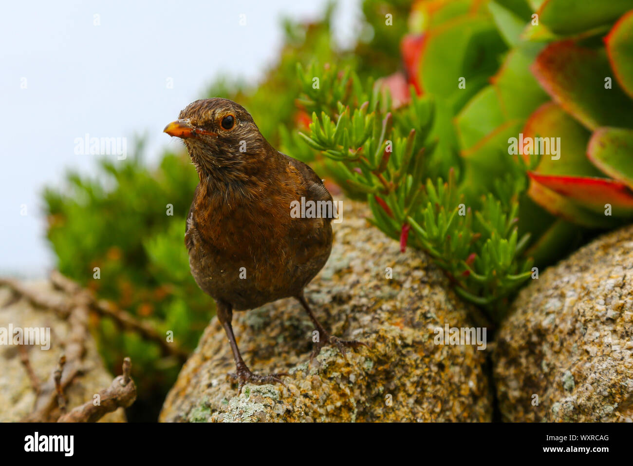 Eine junge oder Jugendlicher Europäische Robin (Erithacus Rubecula) Vogel, Isles of Scilly, Cornwall, England, Großbritannien Stockfoto