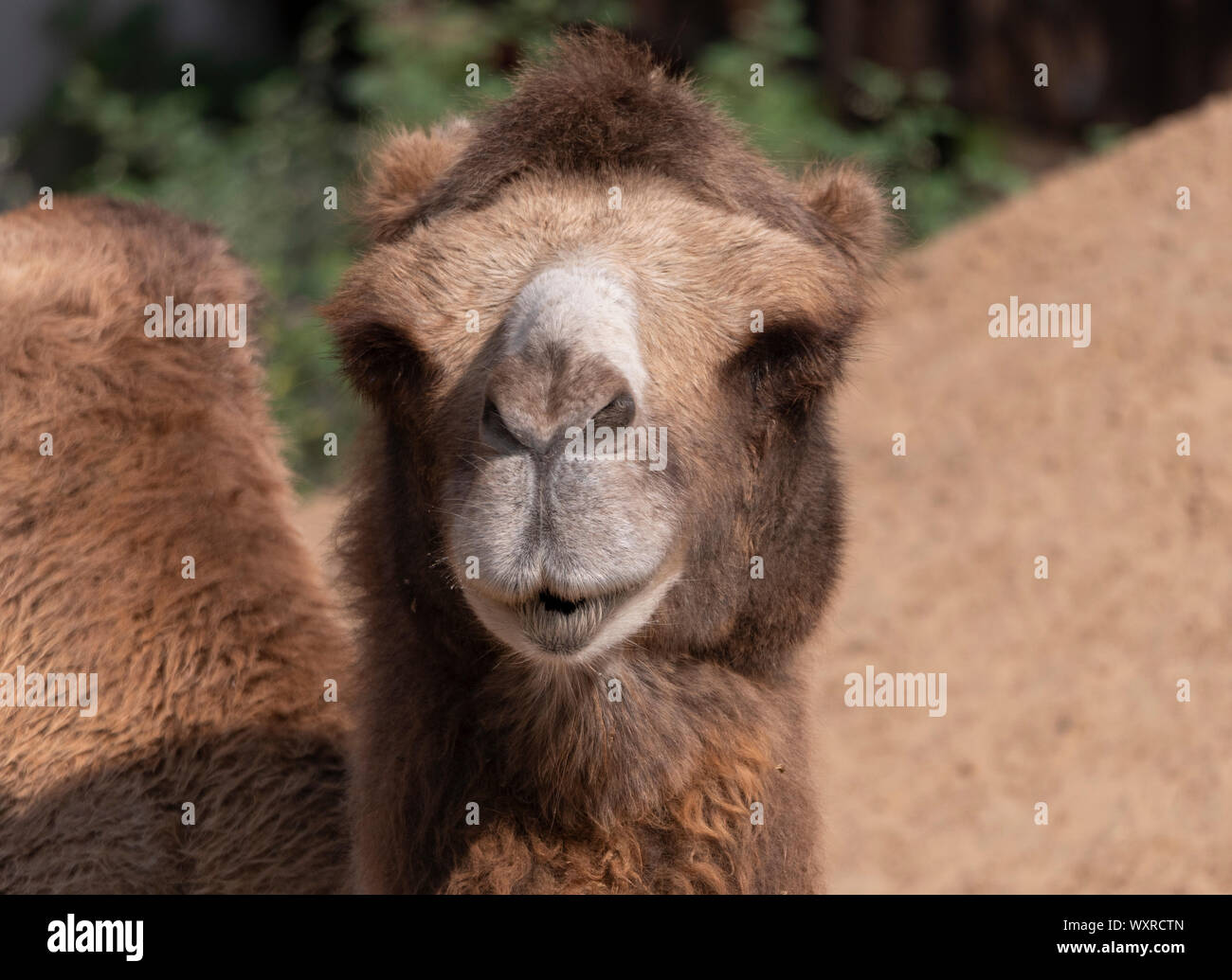 Porträt einer Anmutigen zwei-Humped camel im Schatten ausruhen. Stockfoto