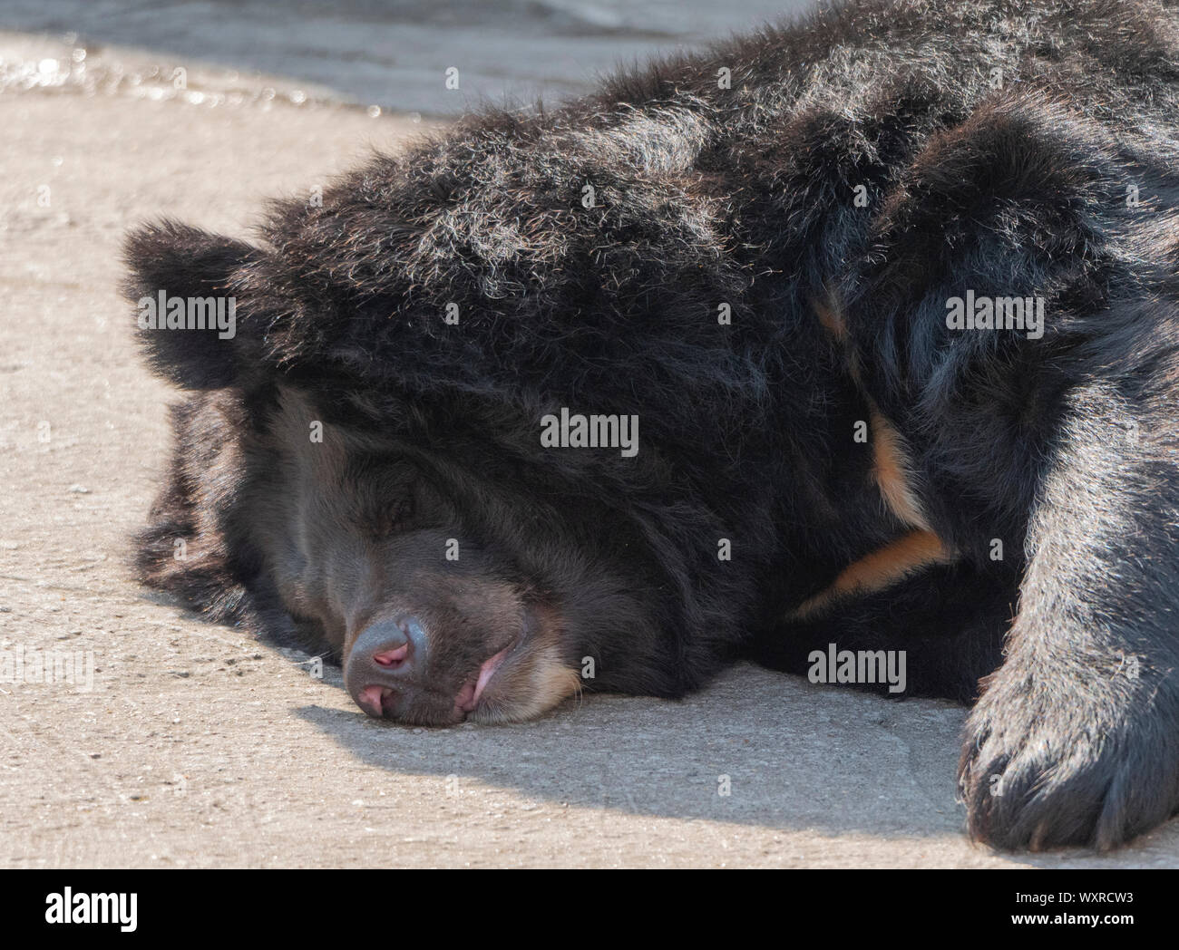 Himalayan bear oder Ussuri Schwarzbär (Ursus Thibetanus). Stockfoto