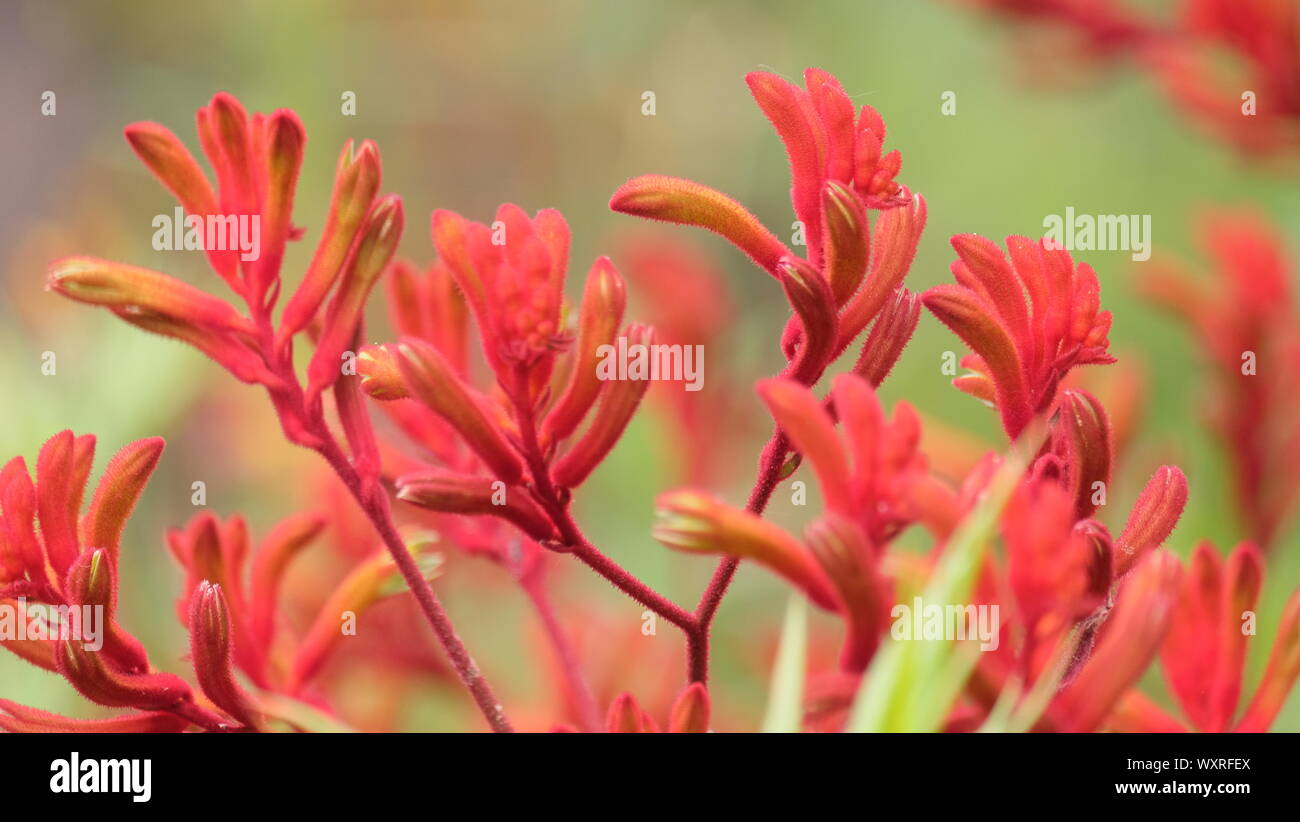 Tag in Eden Project 2019 Stockfoto