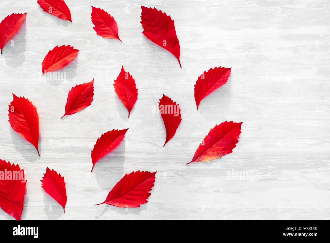 Rote Blätter der wilde Traube auf weißem Holz- Hintergrund. Stockfoto