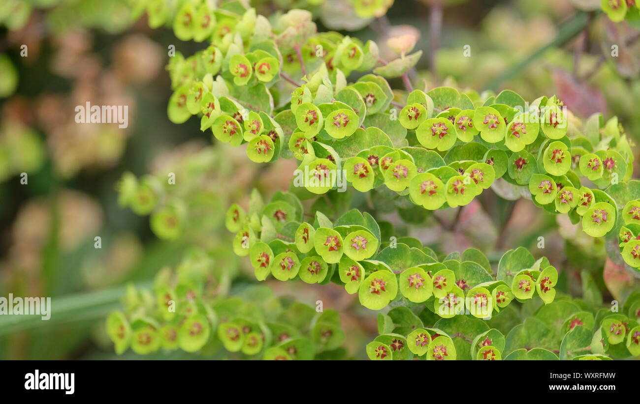 Tag in Eden Project 2019 Stockfoto