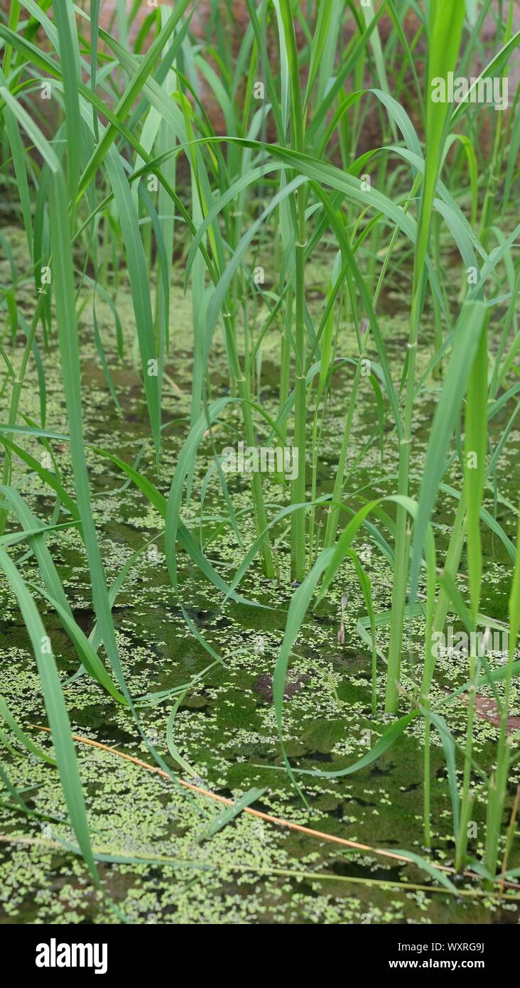 Tag in Eden Project 2019 Stockfoto