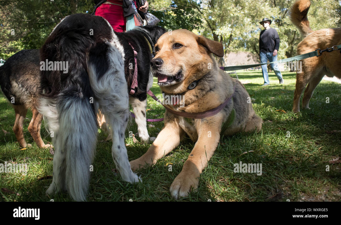 Ein paar der geretteten Hunde im Park. Stockfoto