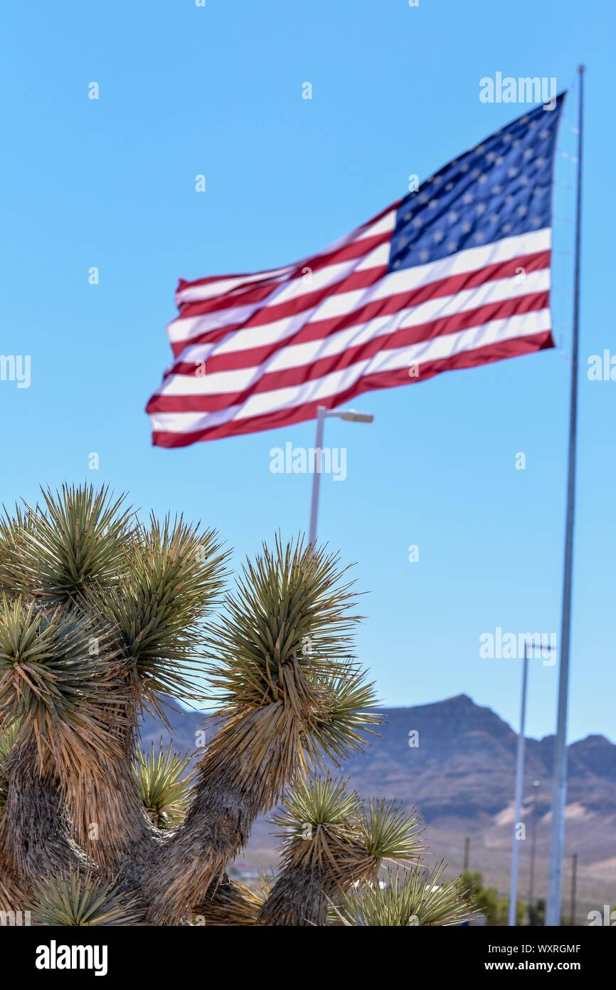 United Flaggenstaaten unscharf im Hintergrund mit Kakteen im Fokus im Vordergrund. Stockfoto