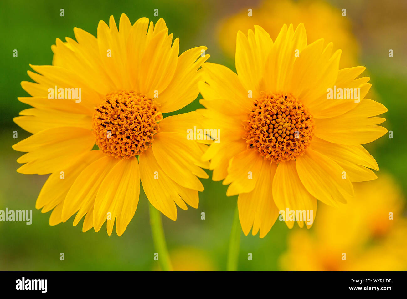 Nahaufnahme von zwei gelbe Mexikanische Sonnenblumen. Gelbe Blume Hintergrund. Stockfoto