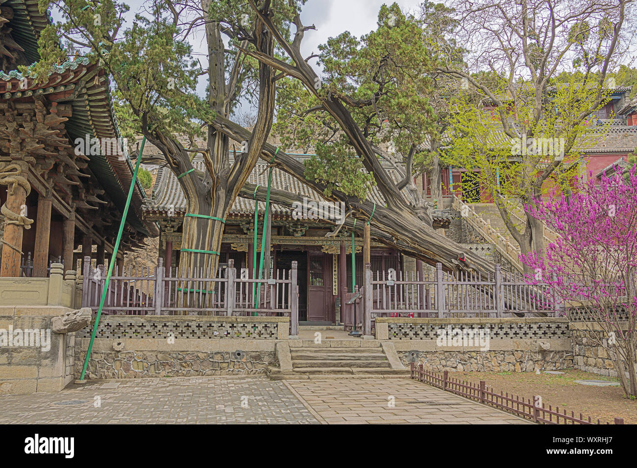 Die Crouching Dragon Cypress im Jinci Tempel in Taiyuan Stockfoto