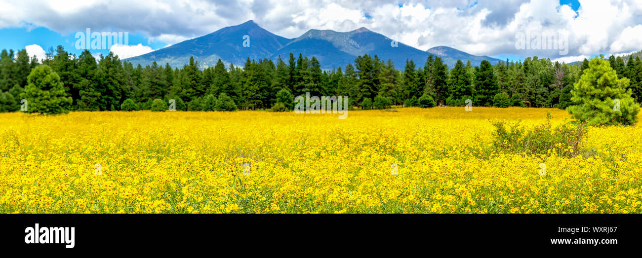Blumen und Berge. Panoramabild von einem Feld von mexikanischen Sonnenblumen in Flagstaff, Arizona. Fort Valley Blume Bereich, in Wildblumen bedeckt. Stockfoto