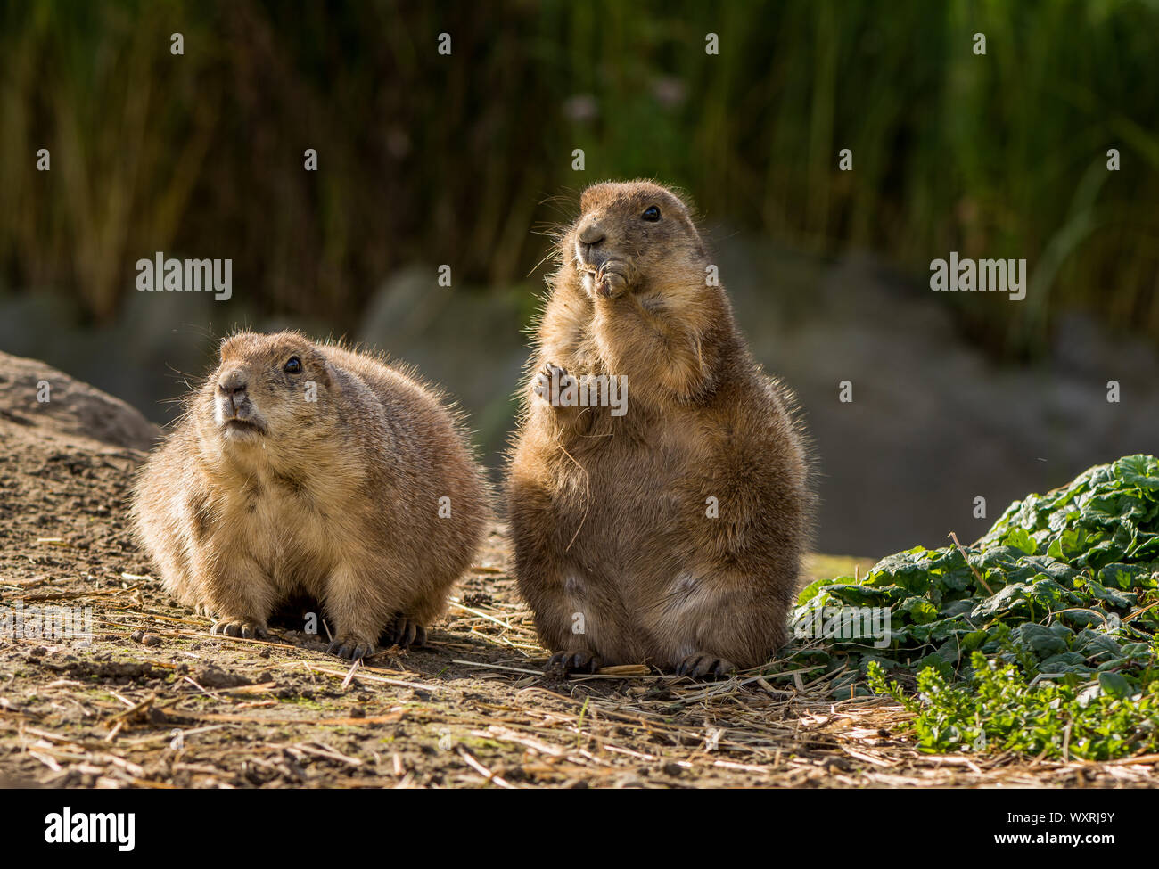 Präriehunde Stockfoto