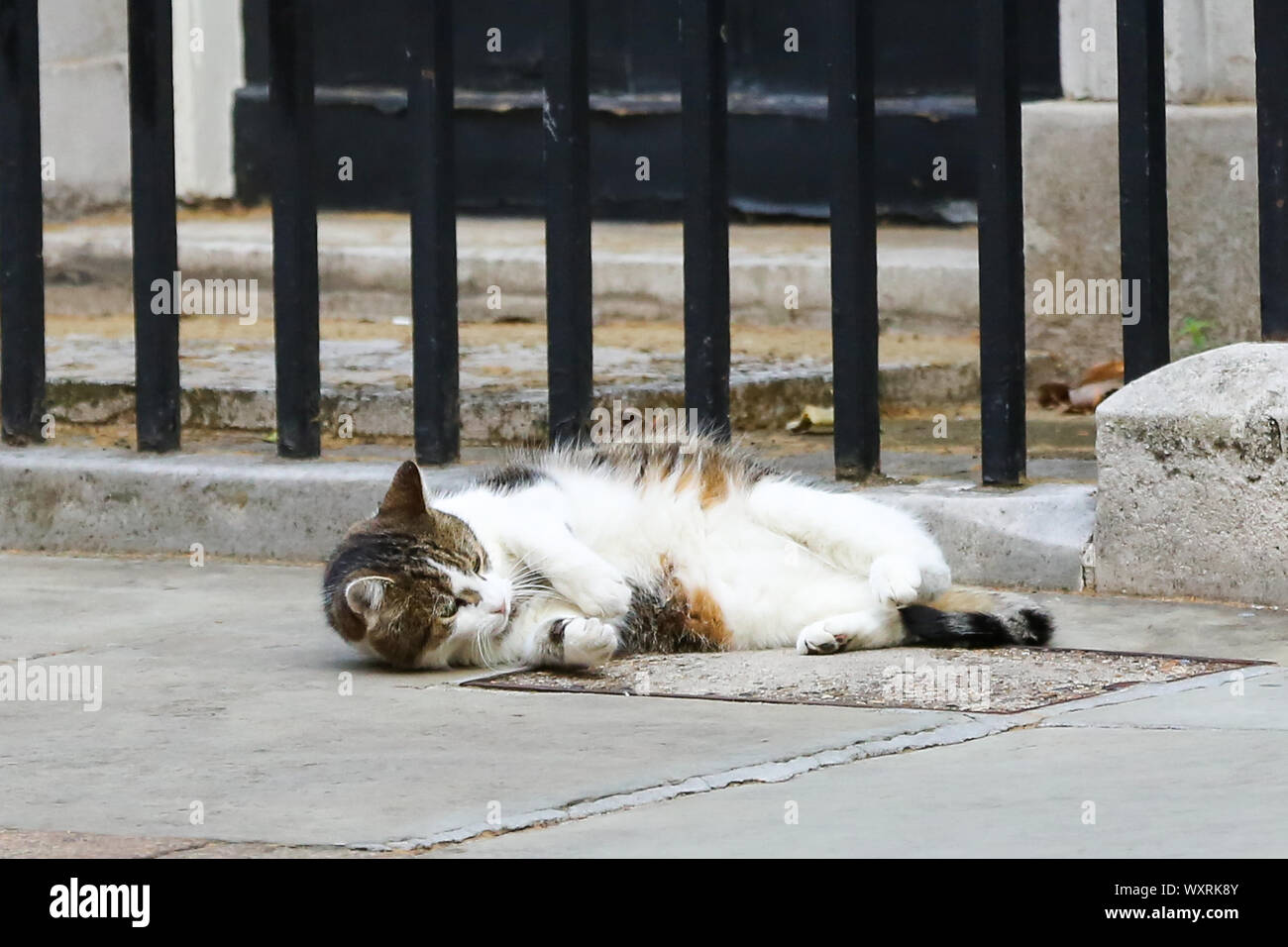 Larry, der 10 Downing Street cat und Chief Mouser des Cabinet Office nach unten auf der Straße liegend kurz vor dem Minister verlassen nach der Teilnahme an der wöchentlichen Kabinettssitzung. Stockfoto