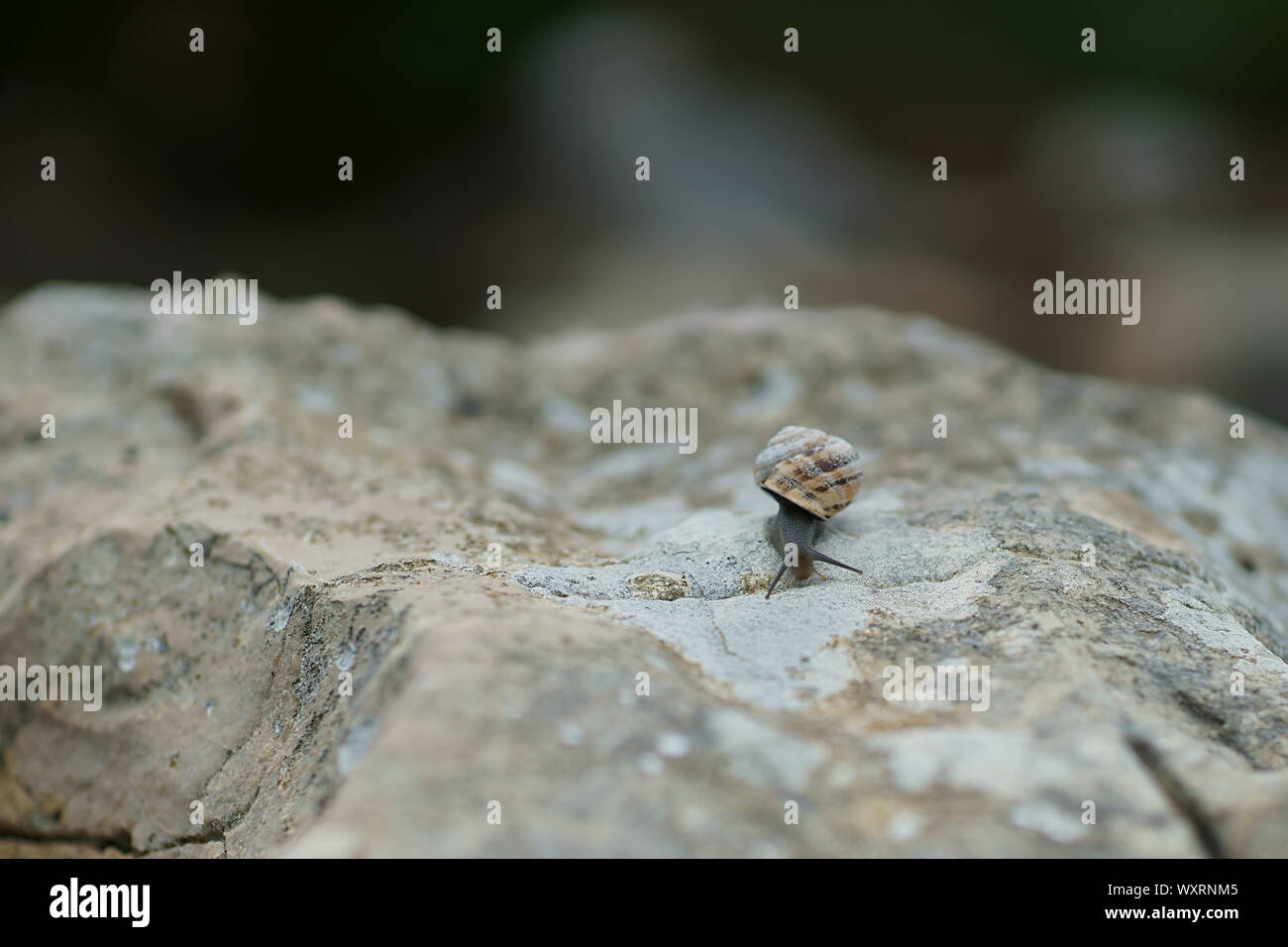 Eobania vermiculata - Schokolade - band Schnecke auf dem Felsen in Sardinien, Italien Stockfoto