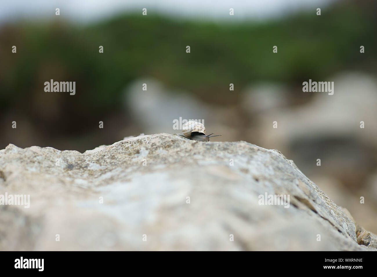 Eobania vermiculata - Schokolade - band Schnecke auf dem Felsen in Sardinien, Italien Stockfoto