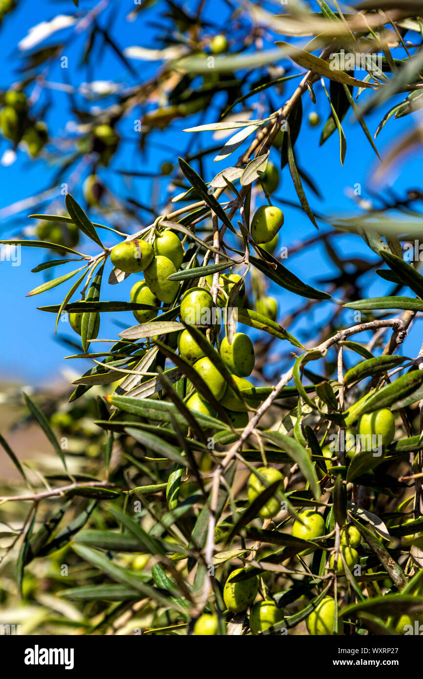 Oliven wachsen in einem Olivenhain in Formentera, Balearen, Spanien Stockfoto